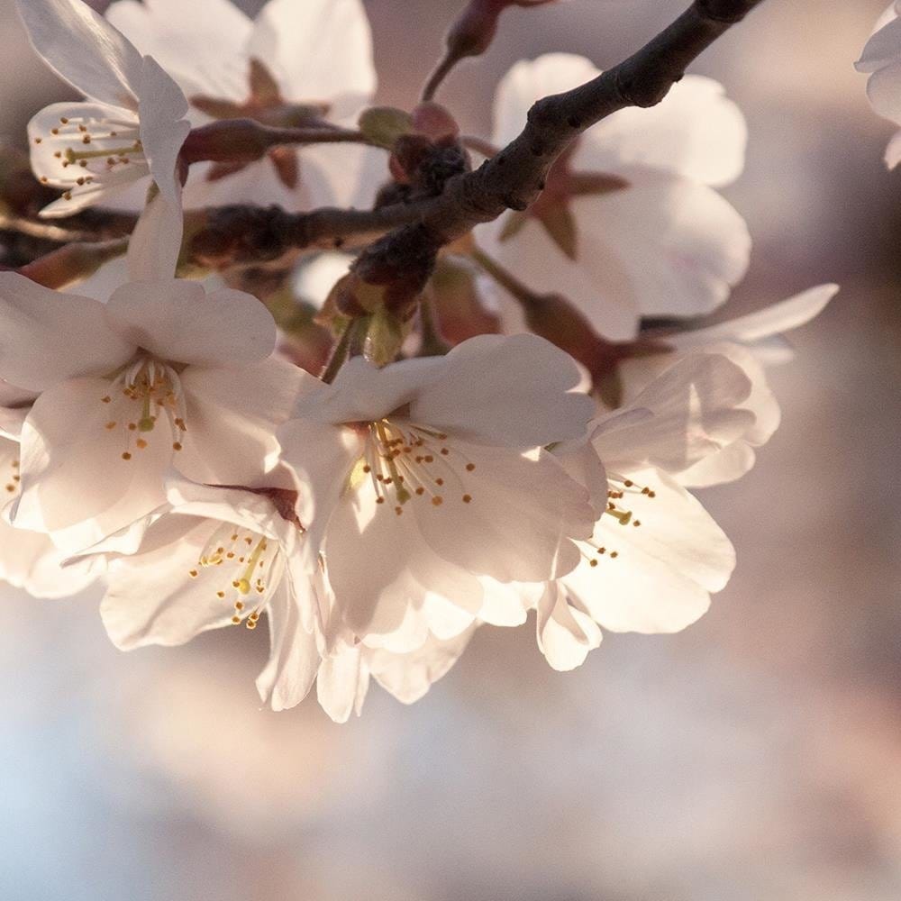 Glezna baltā rāmī - Flowering Cherry  Home Trends DECO