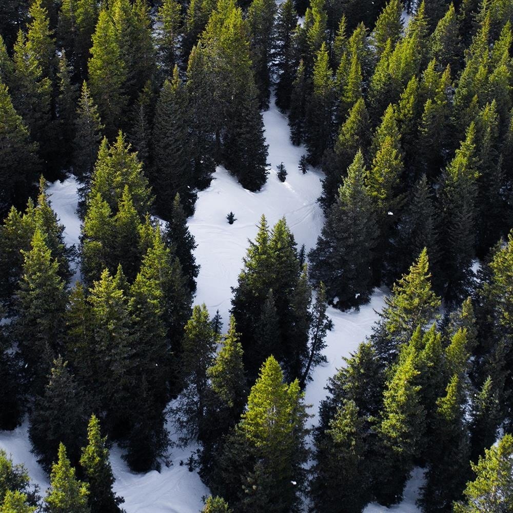 Glezna baltā rāmī - Forest In Snow  Home Trends DECO