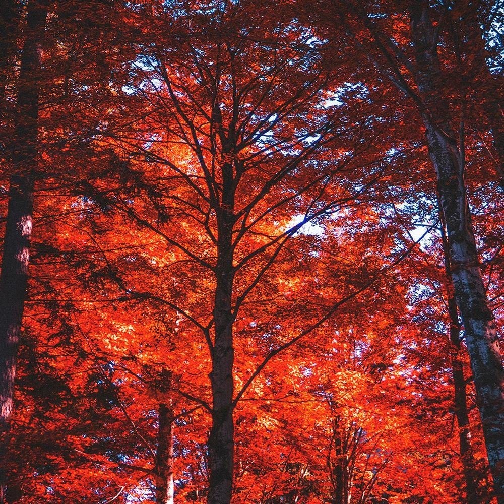 Glezna baltā rāmī - Forest In The Light Of The Setting Sun  Home Trends DECO