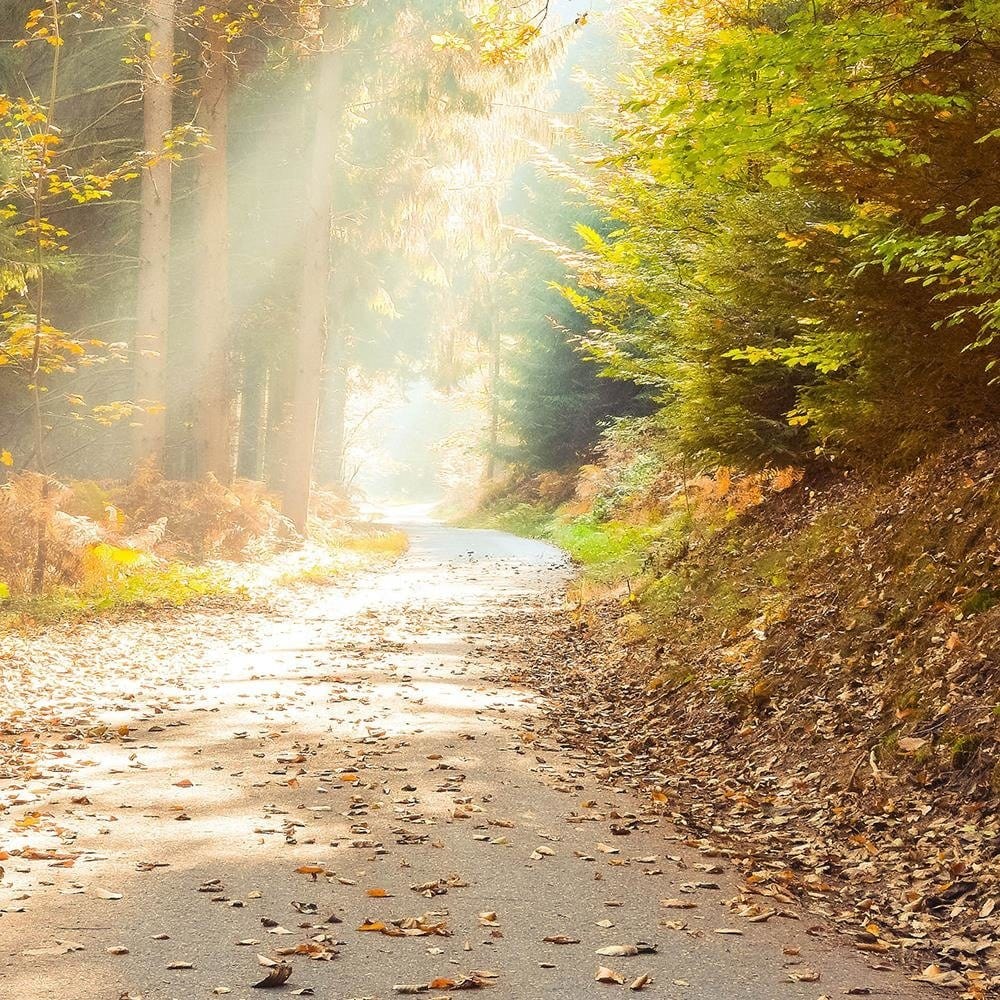 Glezna baltā rāmī - Forest Road In Autumn  Home Trends DECO