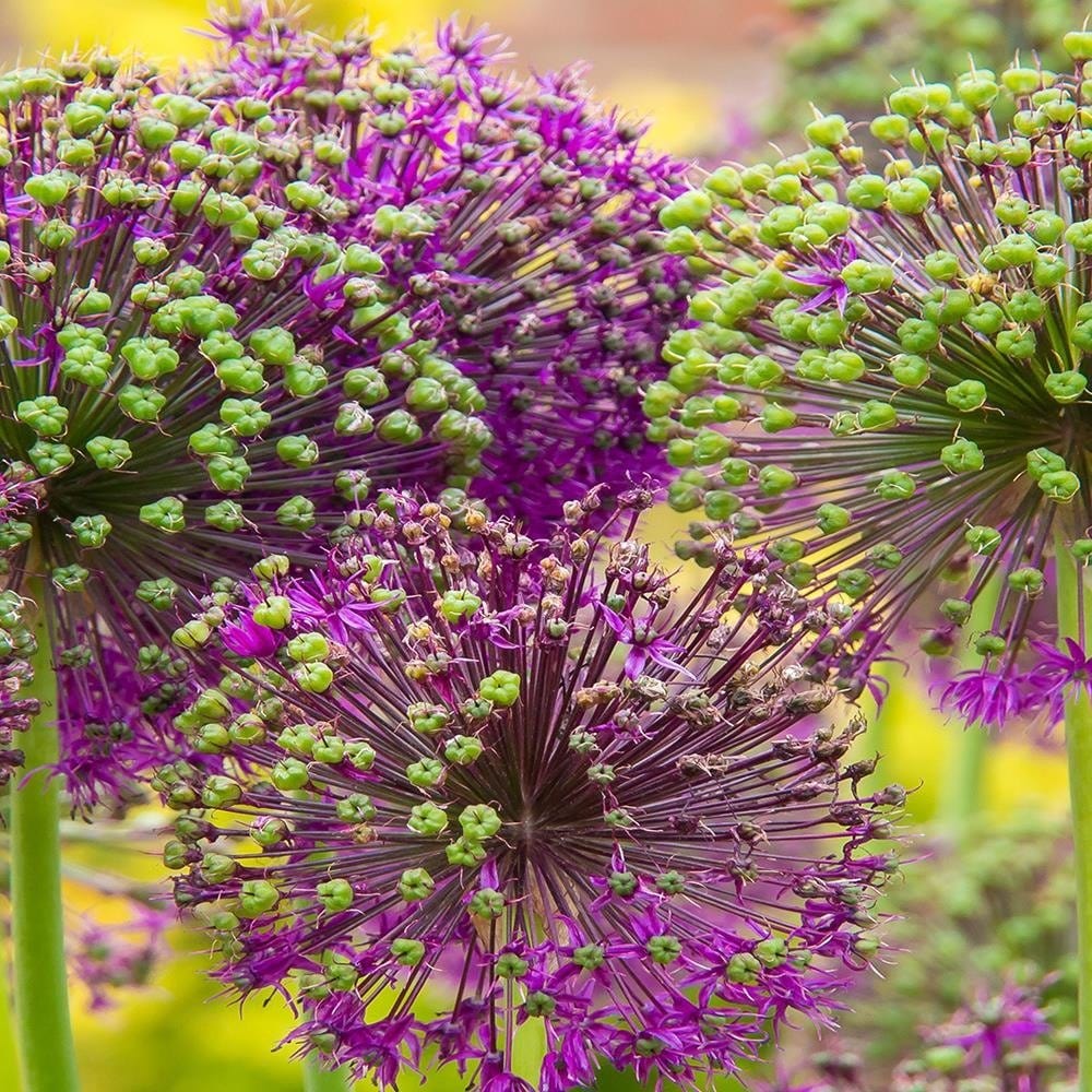 Glezna baltā rāmī - Garlic Decorative  Home Trends DECO