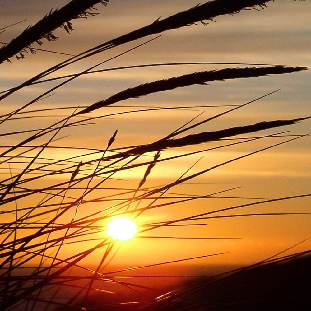 Glezna baltā rāmī - Grass And Sunset  Home Trends DECO