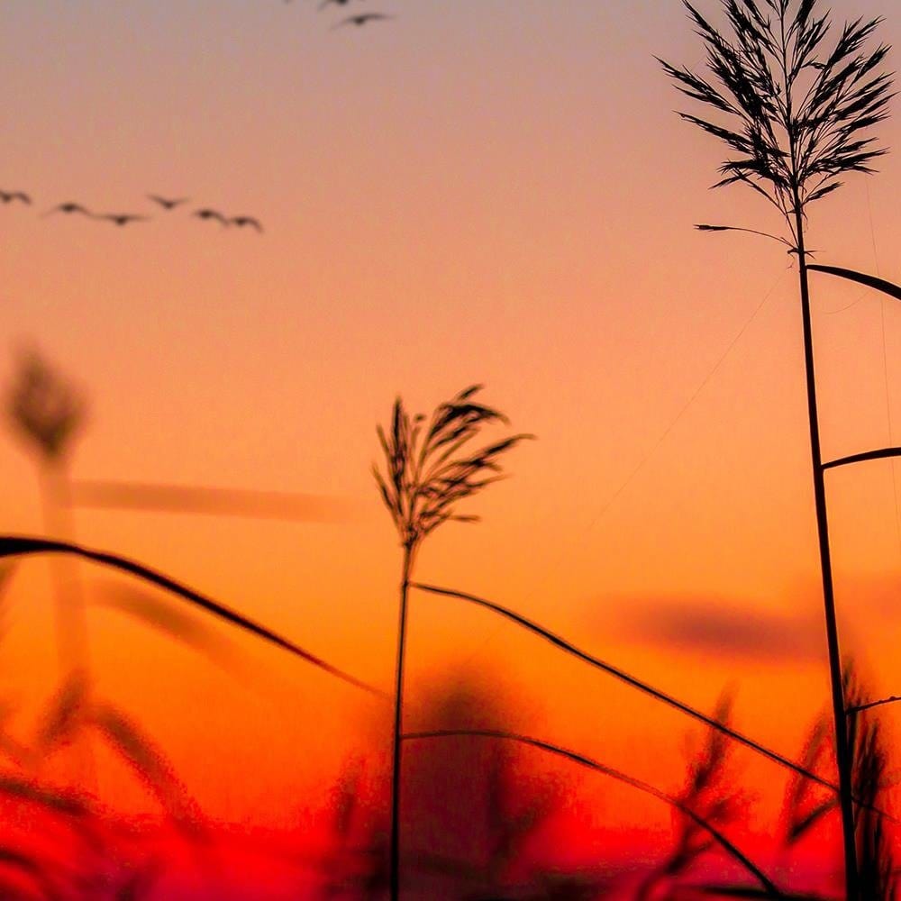 Glezna baltā rāmī - Grass At Sunset  Home Trends DECO