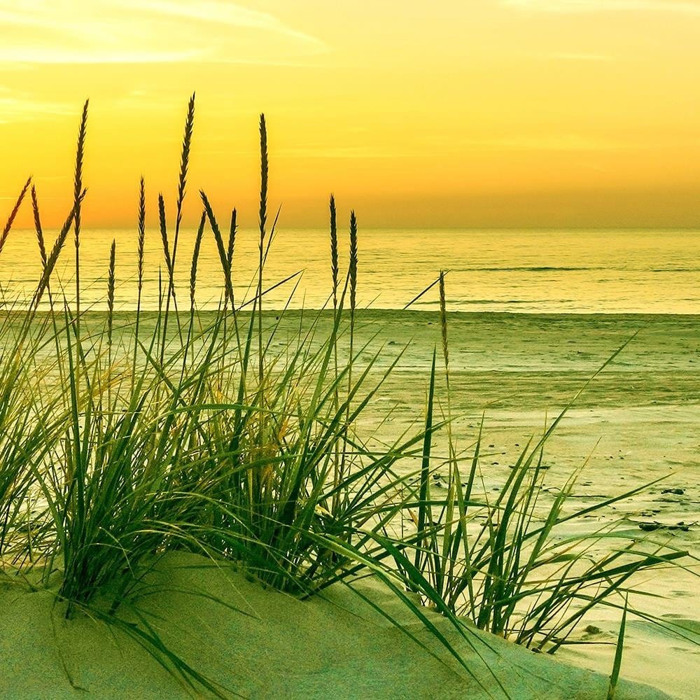 Glezna baltā rāmī - Grass On The Beach At Sunset  Home Trends DECO