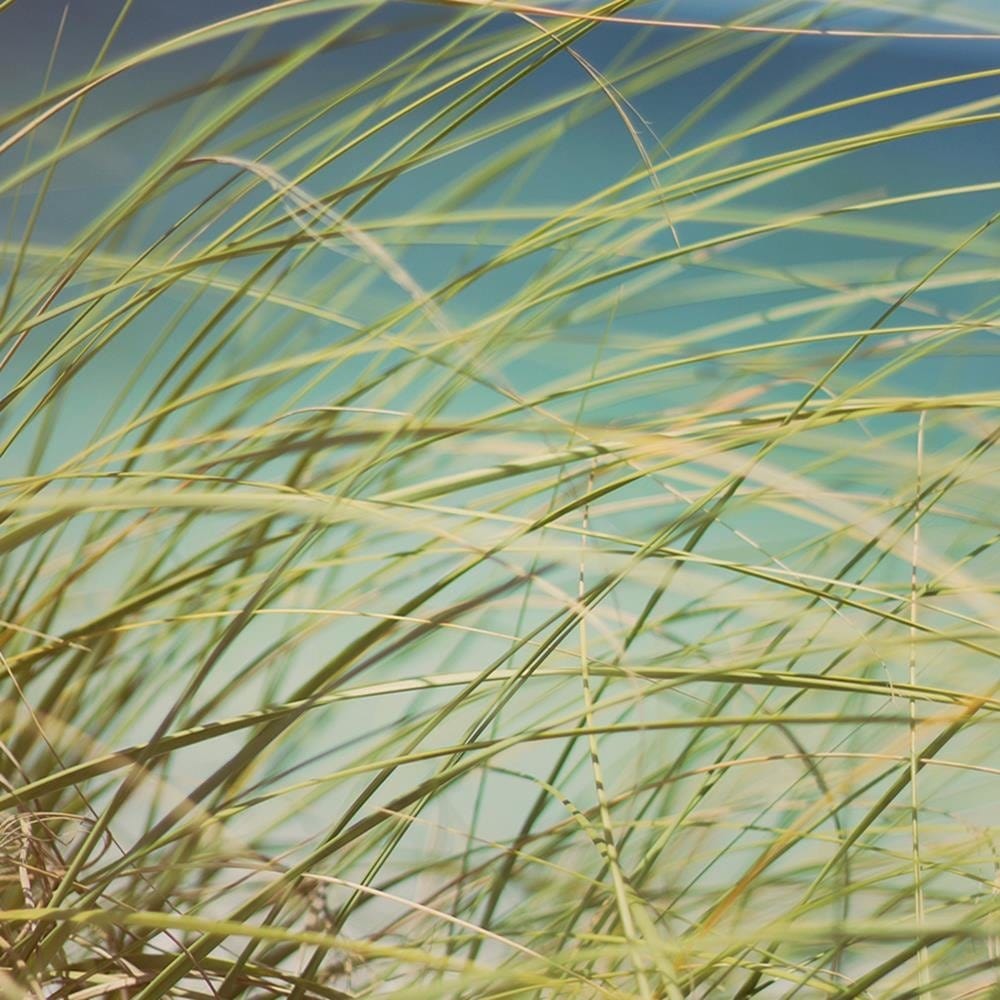 Glezna baltā rāmī - Grass On The Dunes  Home Trends DECO