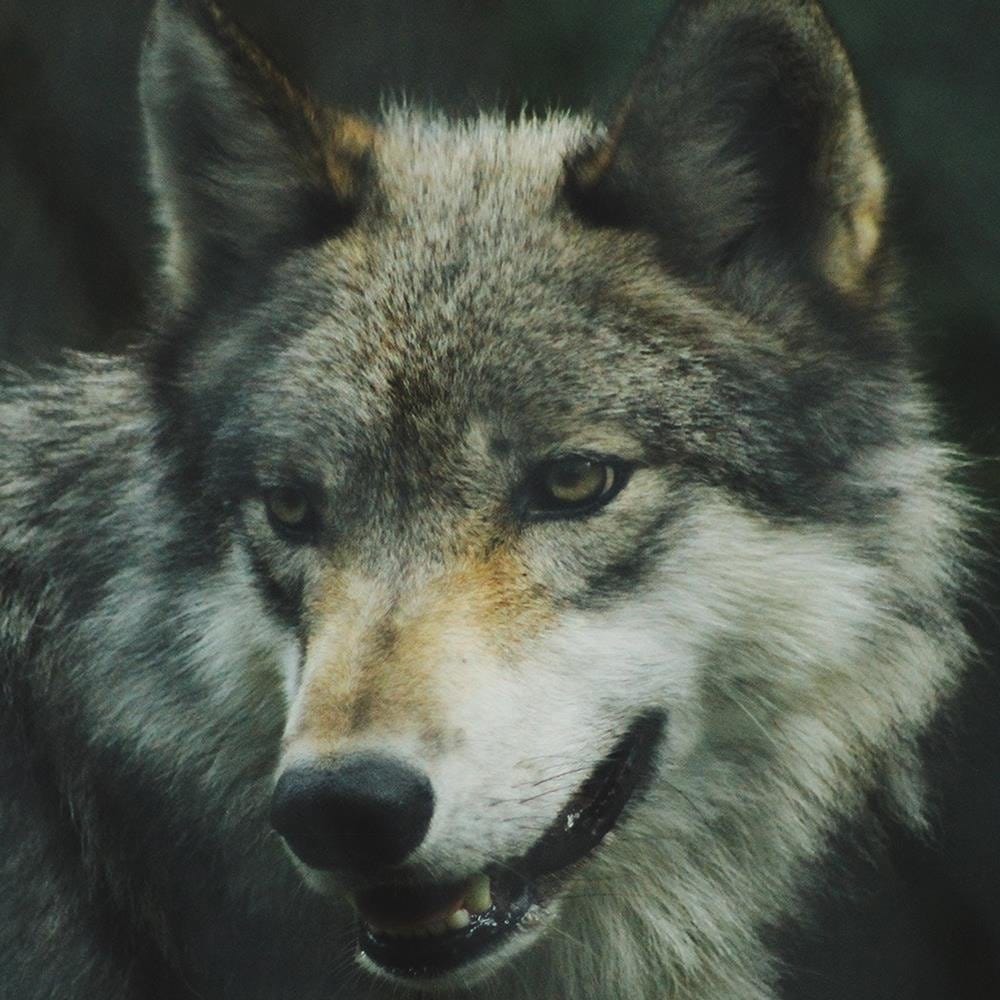 Glezna baltā rāmī - Gray Wil  Home Trends DECO