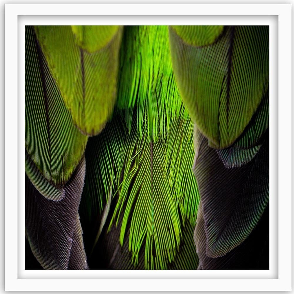 Glezna baltā rāmī - Green Feathers  Home Trends DECO