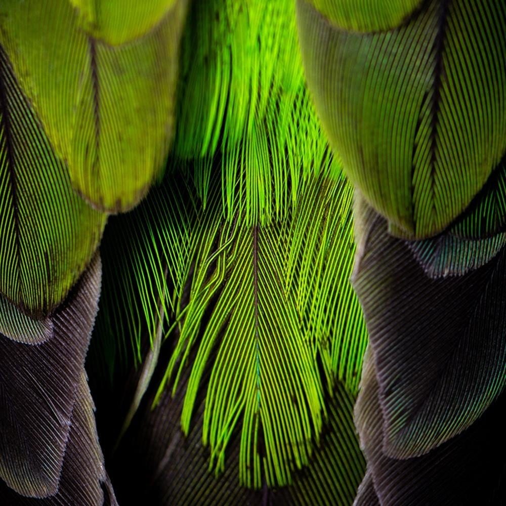 Glezna baltā rāmī - Green Feathers  Home Trends DECO