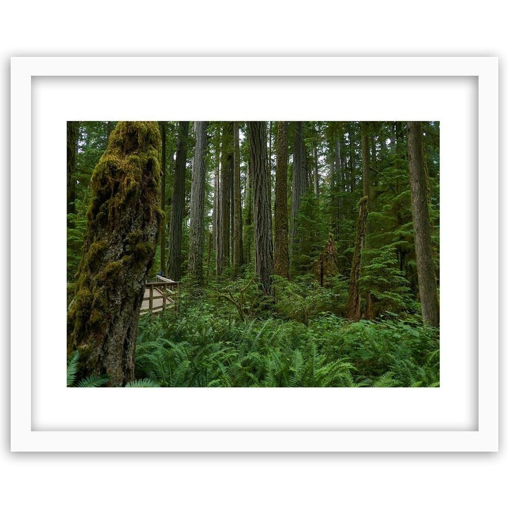 Glezna baltā rāmī - Green Ferns In The Forest  Home Trends DECO