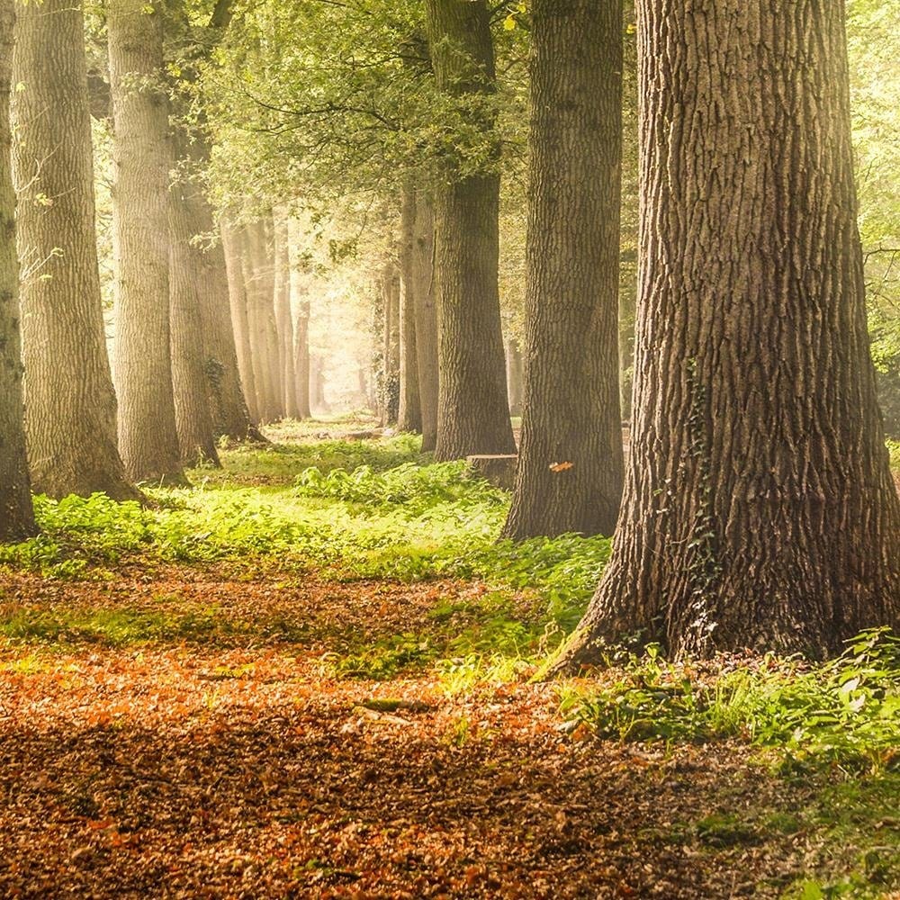 Glezna baltā rāmī - Green Forest  Home Trends DECO