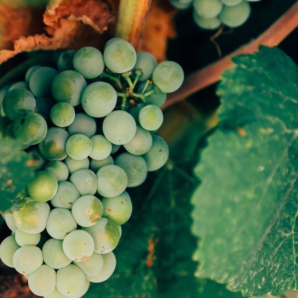 Glezna baltā rāmī - Green Grapes  Home Trends DECO