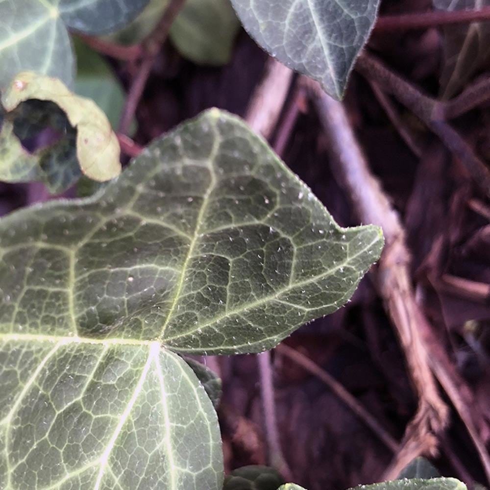 Glezna baltā rāmī - Green Ivy  Home Trends DECO