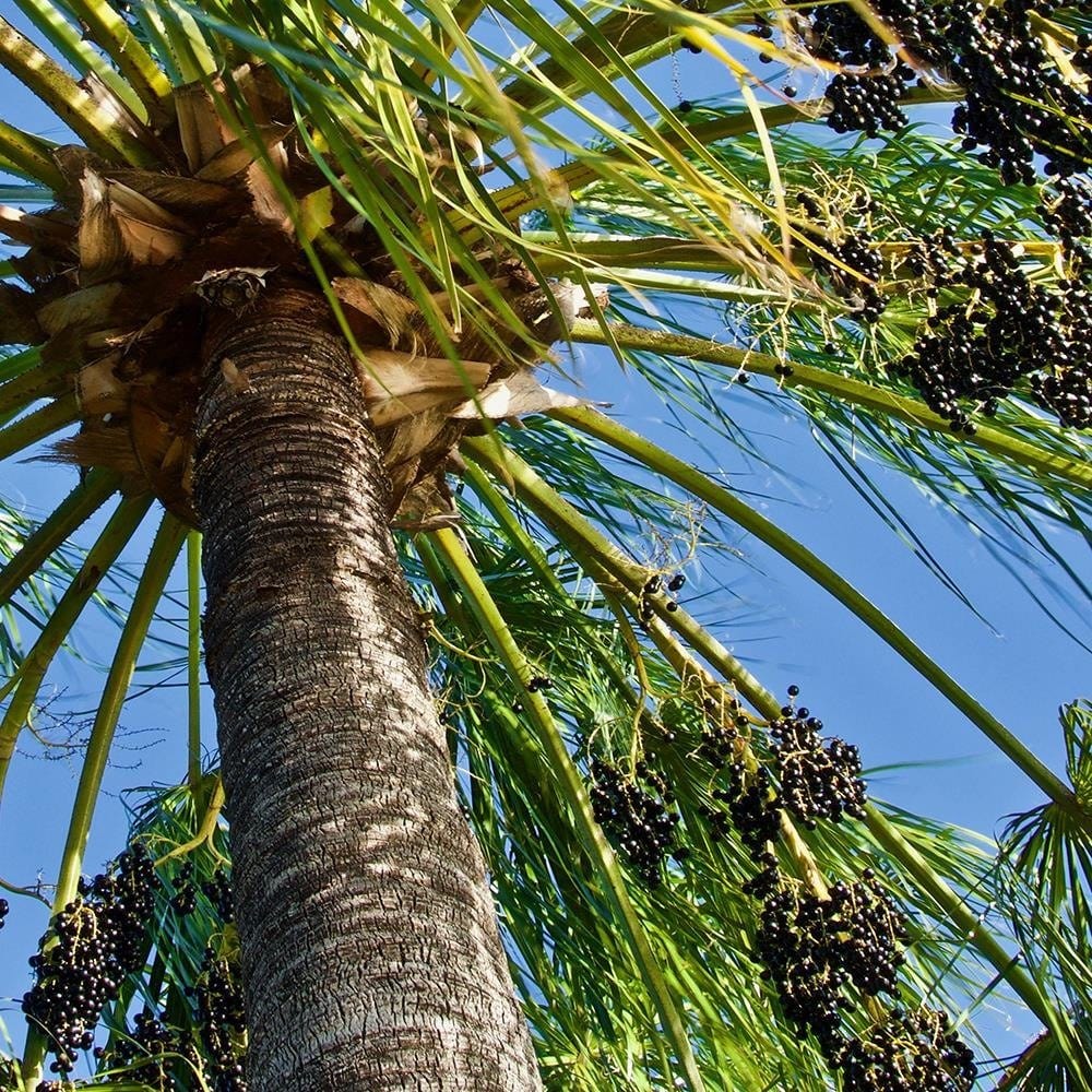 Glezna baltā rāmī - Green Palm  Home Trends DECO