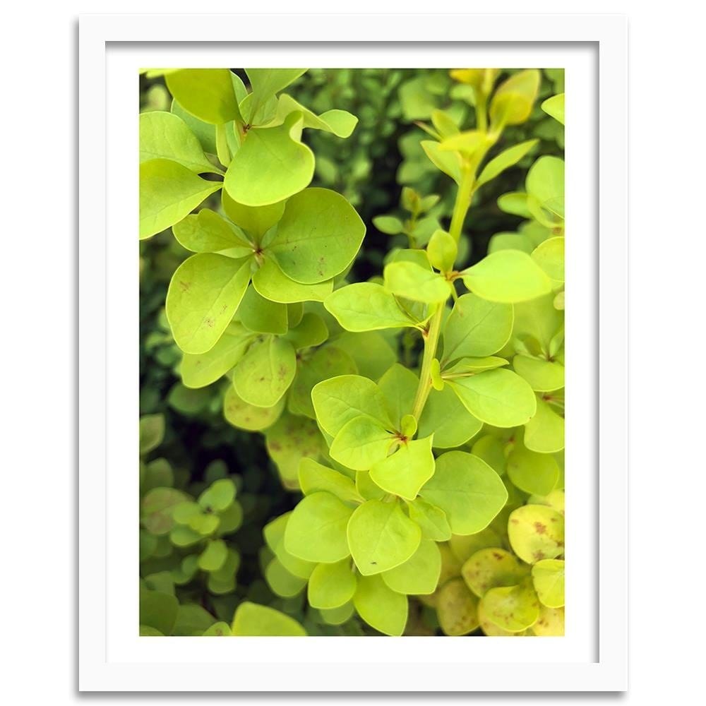 Glezna baltā rāmī - Green Plant  Home Trends DECO