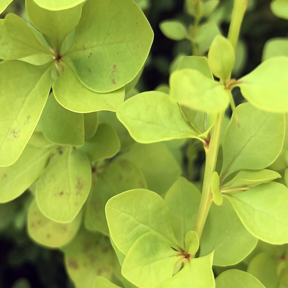 Glezna baltā rāmī - Green Plant  Home Trends DECO