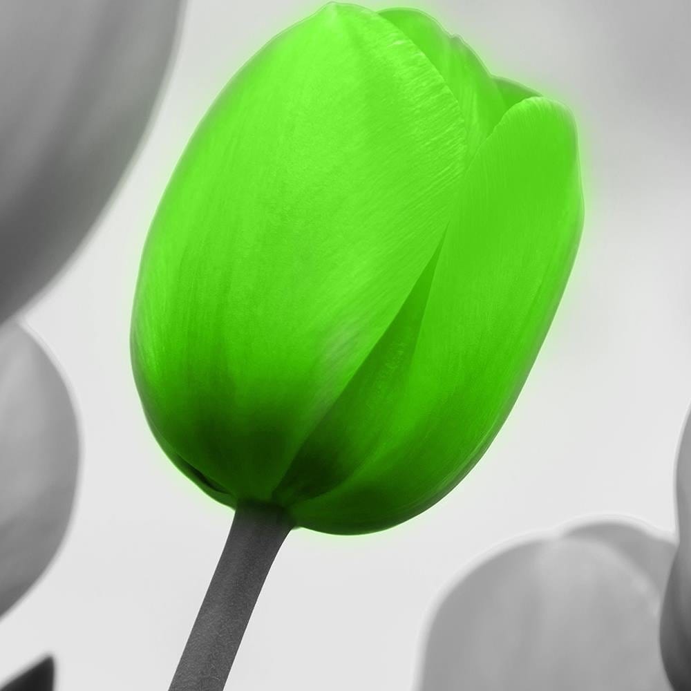 Glezna baltā rāmī - Green Poppy Flower  Home Trends DECO