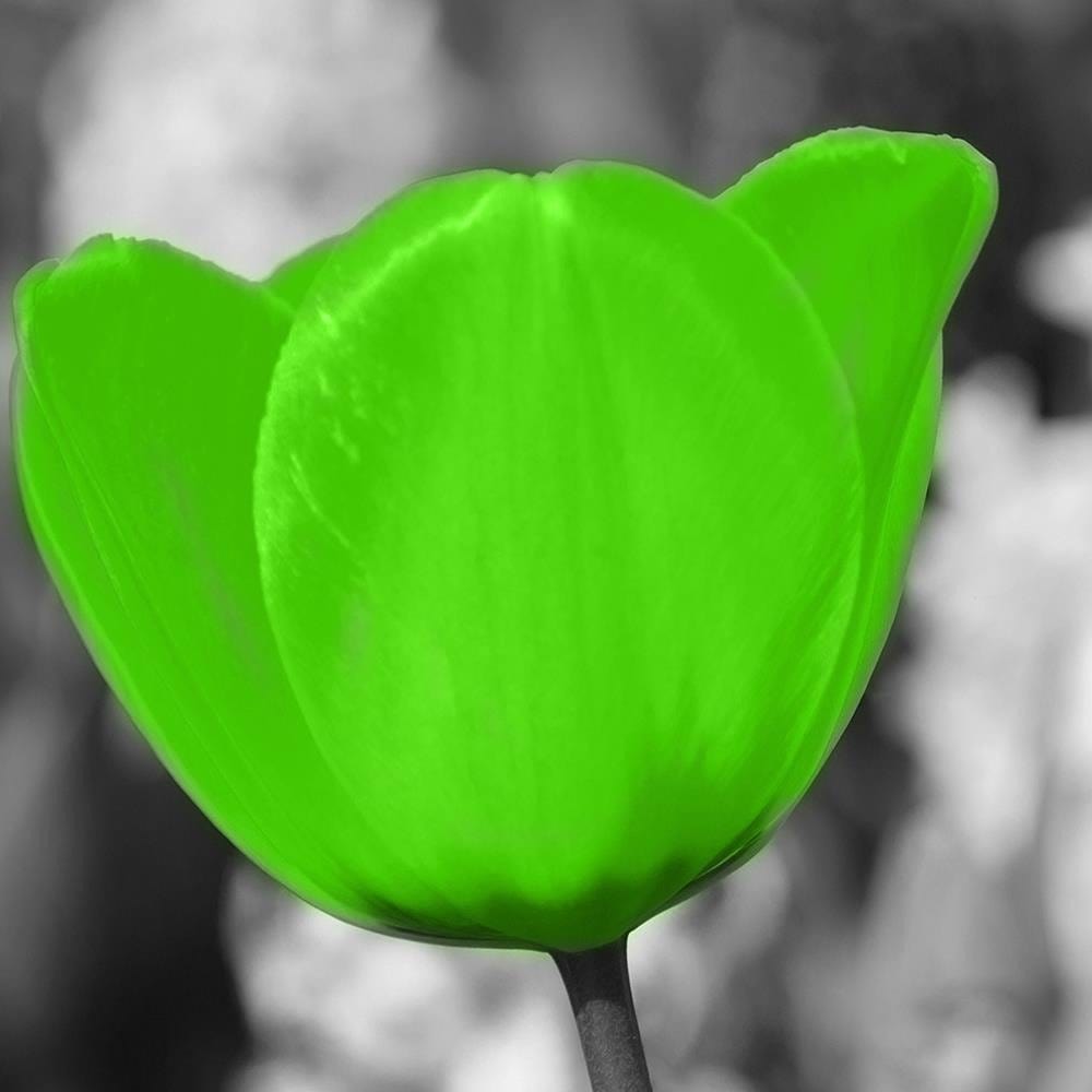 Glezna baltā rāmī - Green Poppy Meadow  Home Trends DECO