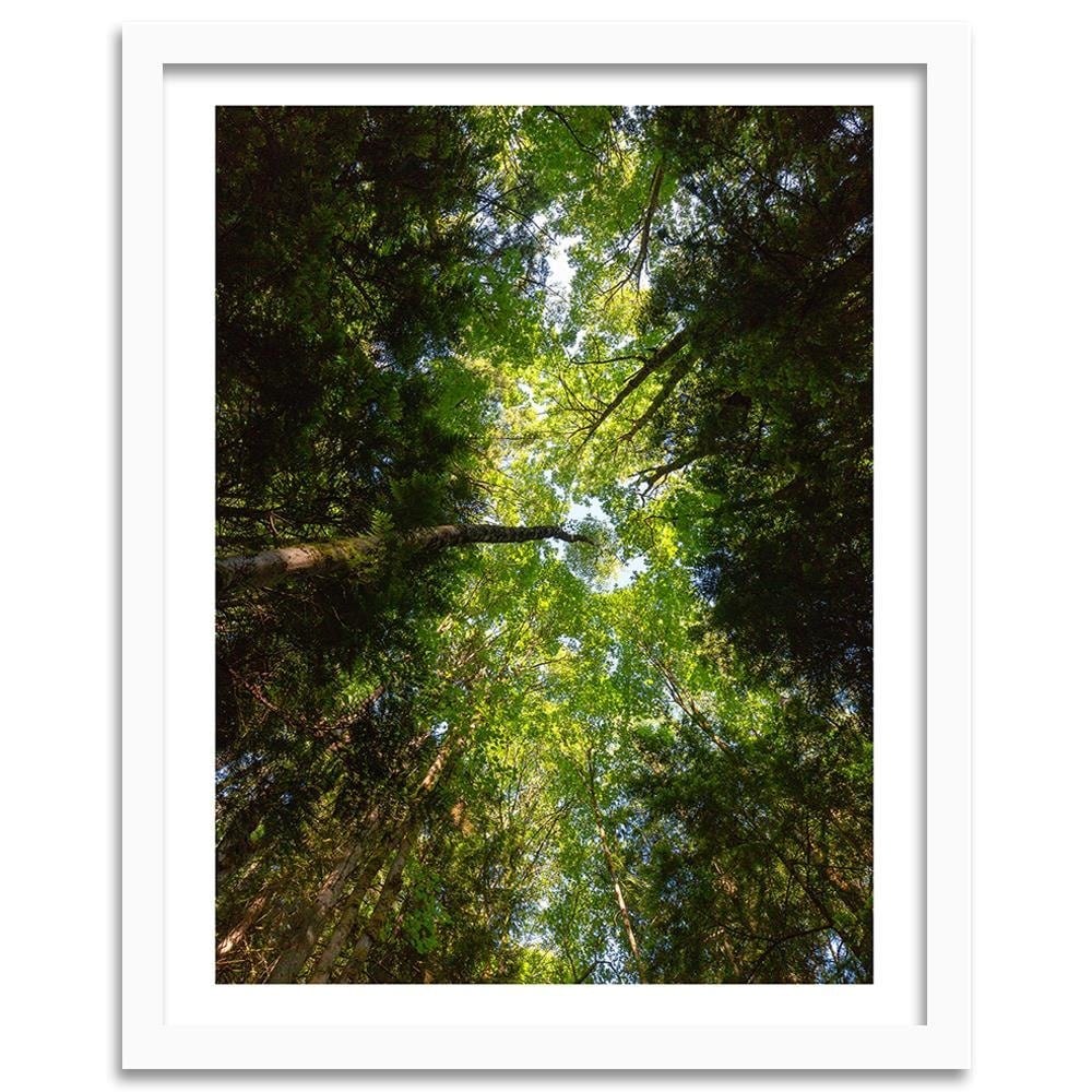 Glezna baltā rāmī - Green Treetops  Home Trends DECO