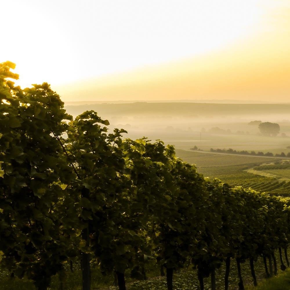Glezna baltā rāmī - Green Vineyards  Home Trends DECO