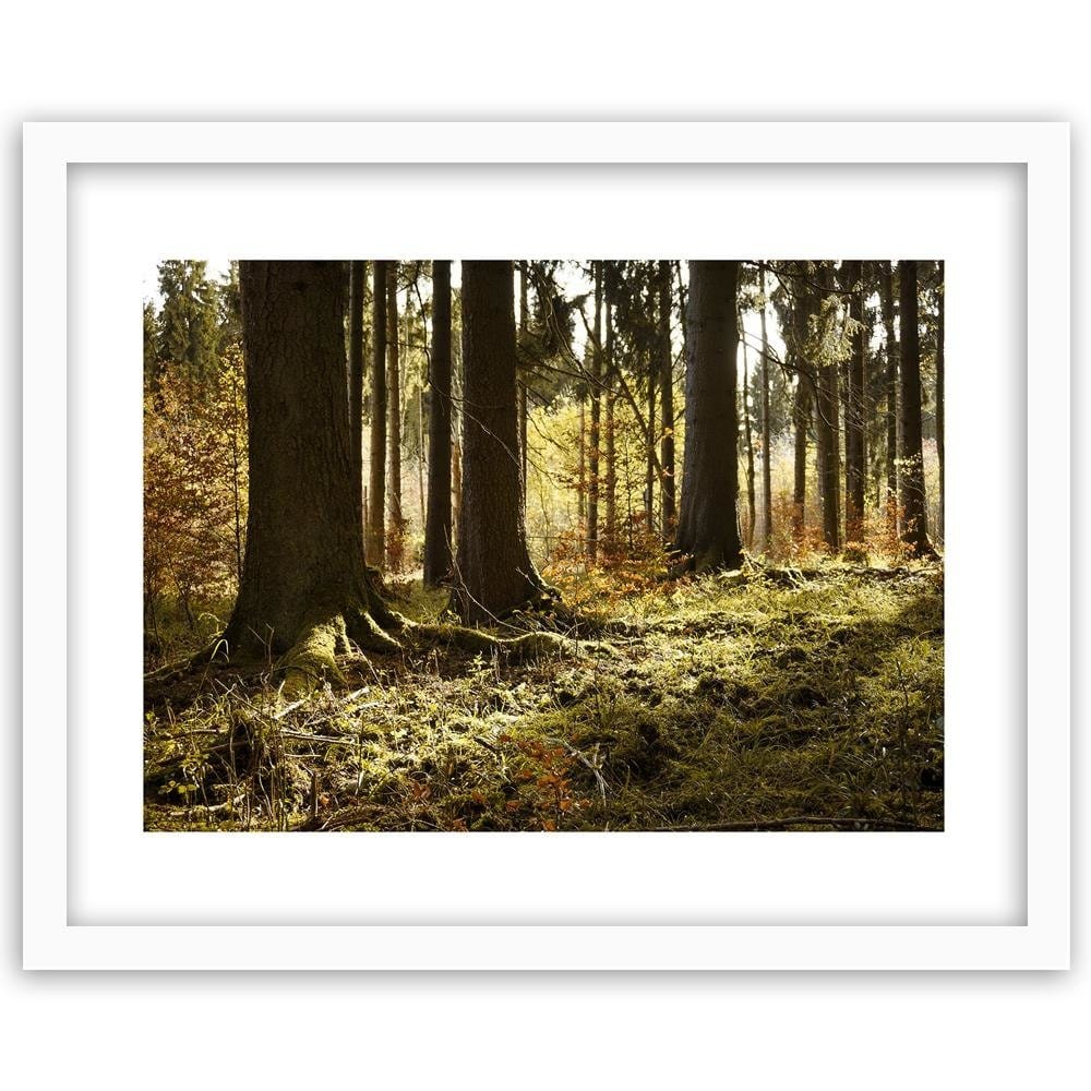 Glezna baltā rāmī - In The Forest  Home Trends DECO