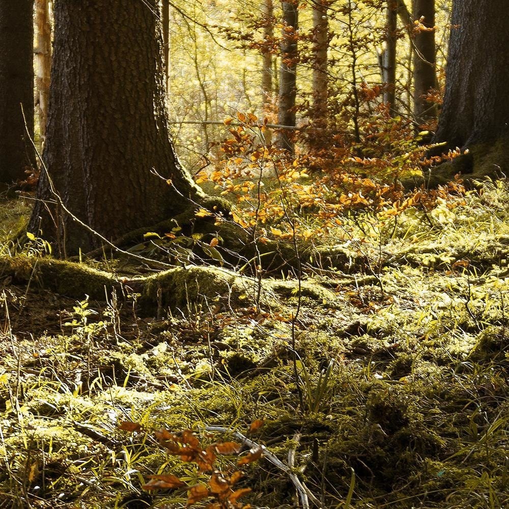 Glezna baltā rāmī - In The Forest  Home Trends DECO