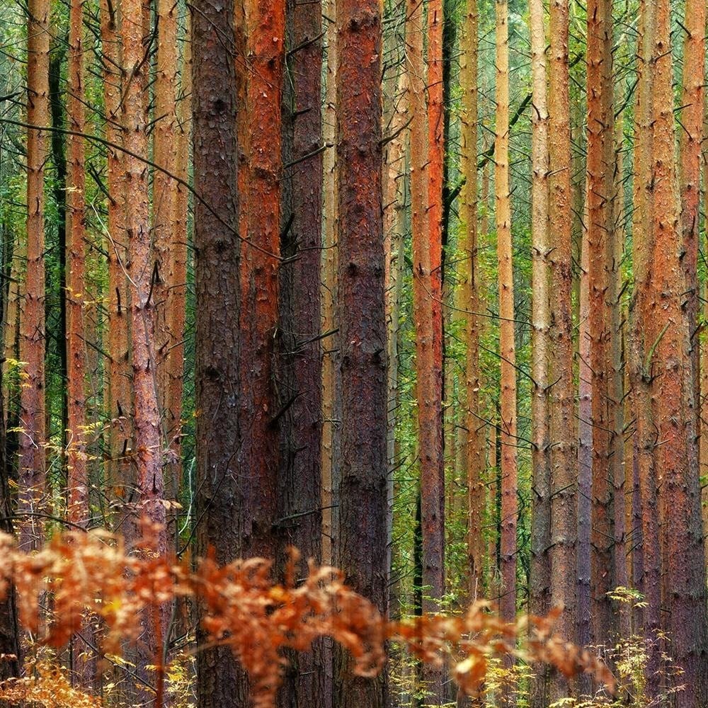 Glezna baltā rāmī - In The Middle Of A Forest  Home Trends DECO