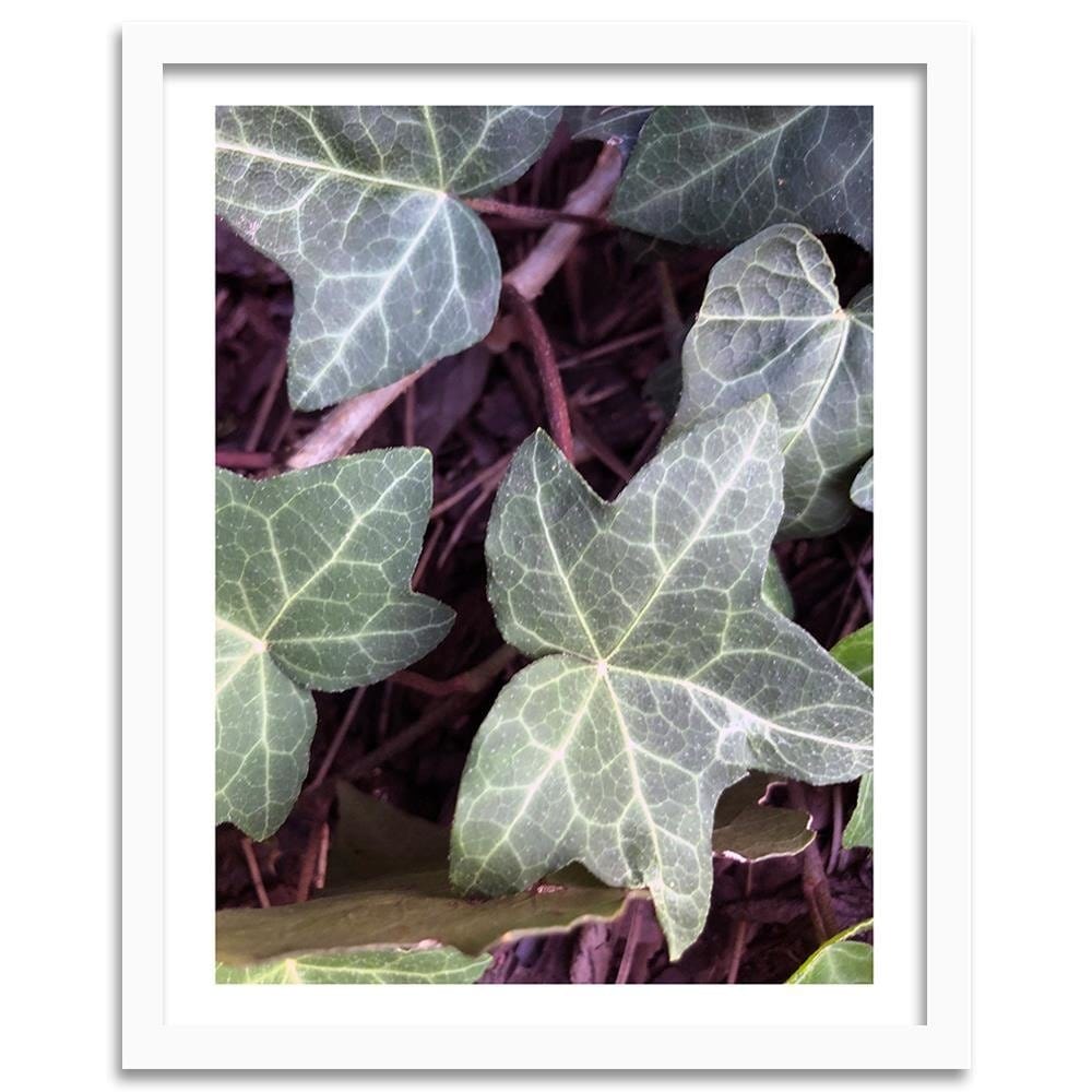 Glezna baltā rāmī - Ivy Leaves  Home Trends DECO