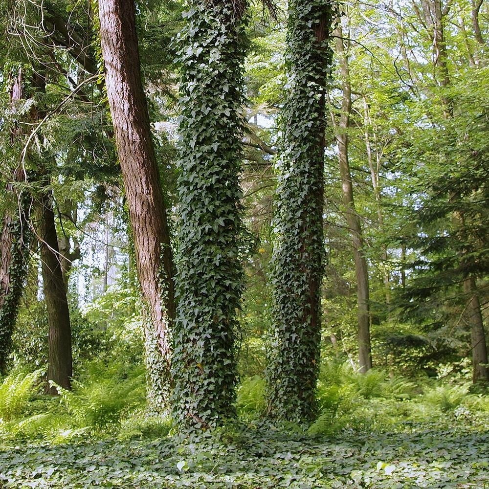 Glezna baltā rāmī - Ivy On The Trees  Home Trends DECO