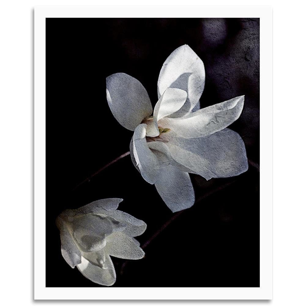 Glezna baltā rāmī - Jasmine Petals  Home Trends DECO