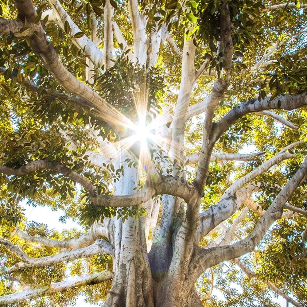 Glezna baltā rāmī - Large Exotic Tree  Home Trends DECO