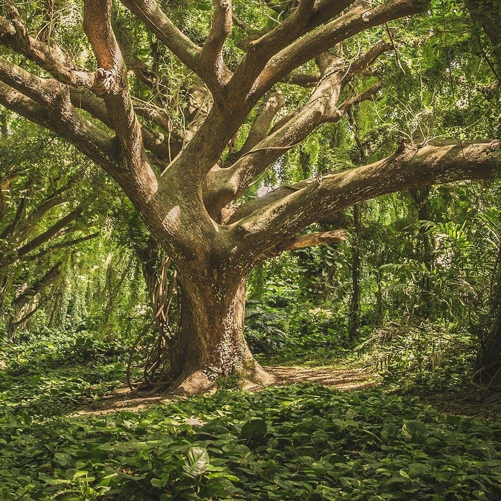 Glezna baltā rāmī - Large Tree In The Middle Of The Forest  Home Trends DECO