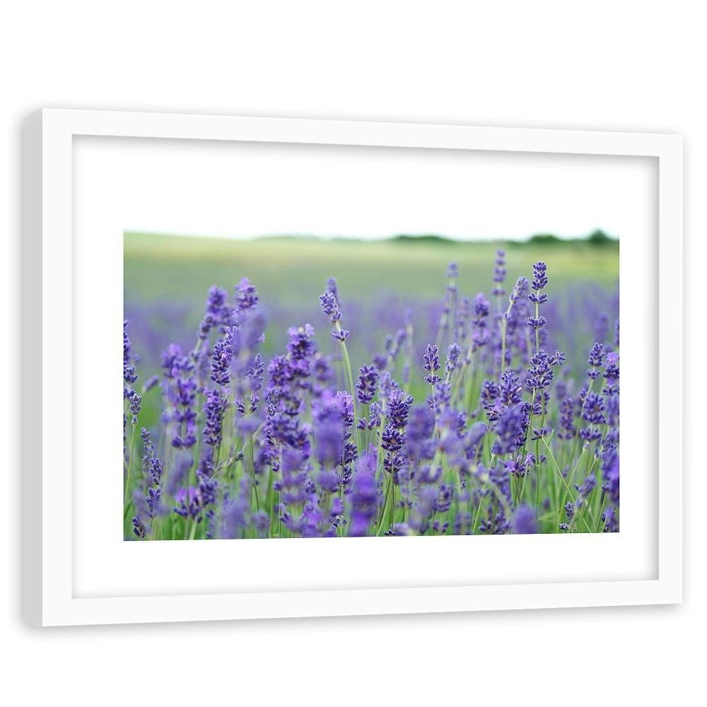 Glezna baltā rāmī - Lavender Fields  Home Trends DECO