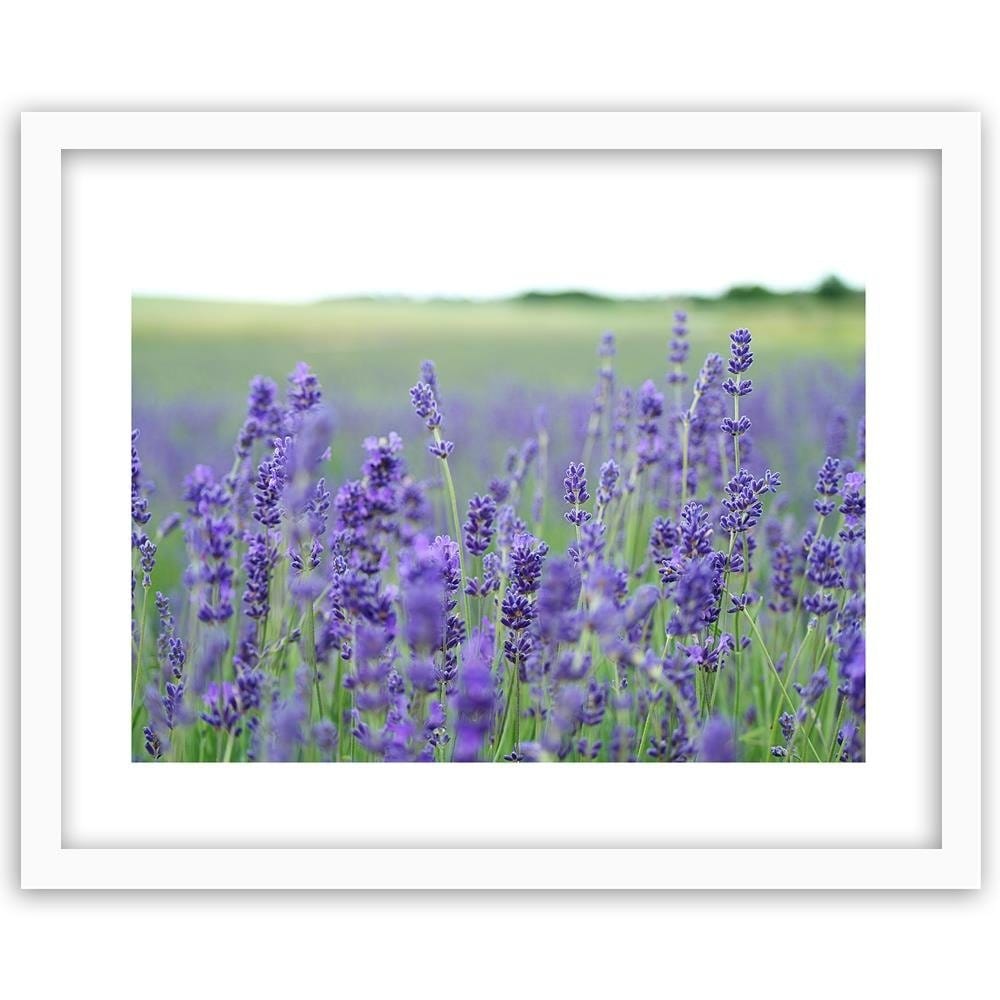 Glezna baltā rāmī - Lavender Fields  Home Trends DECO