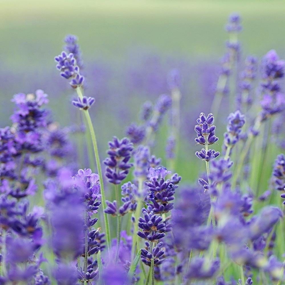 Glezna baltā rāmī - Lavender Fields  Home Trends DECO