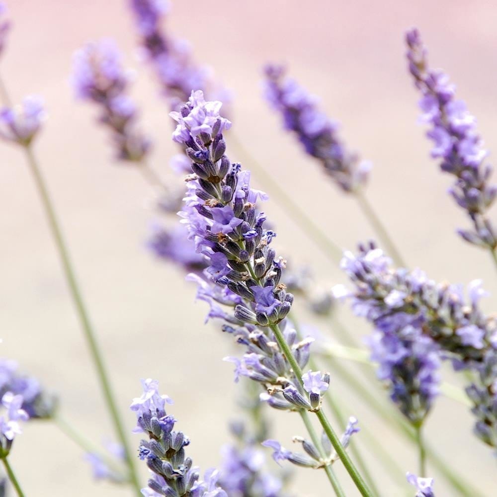 Glezna baltā rāmī - Lavender Flowers  Home Trends DECO