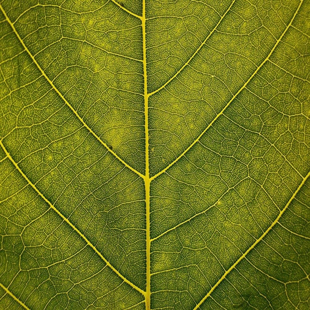 Glezna baltā rāmī - Leaf Close Up  Home Trends DECO