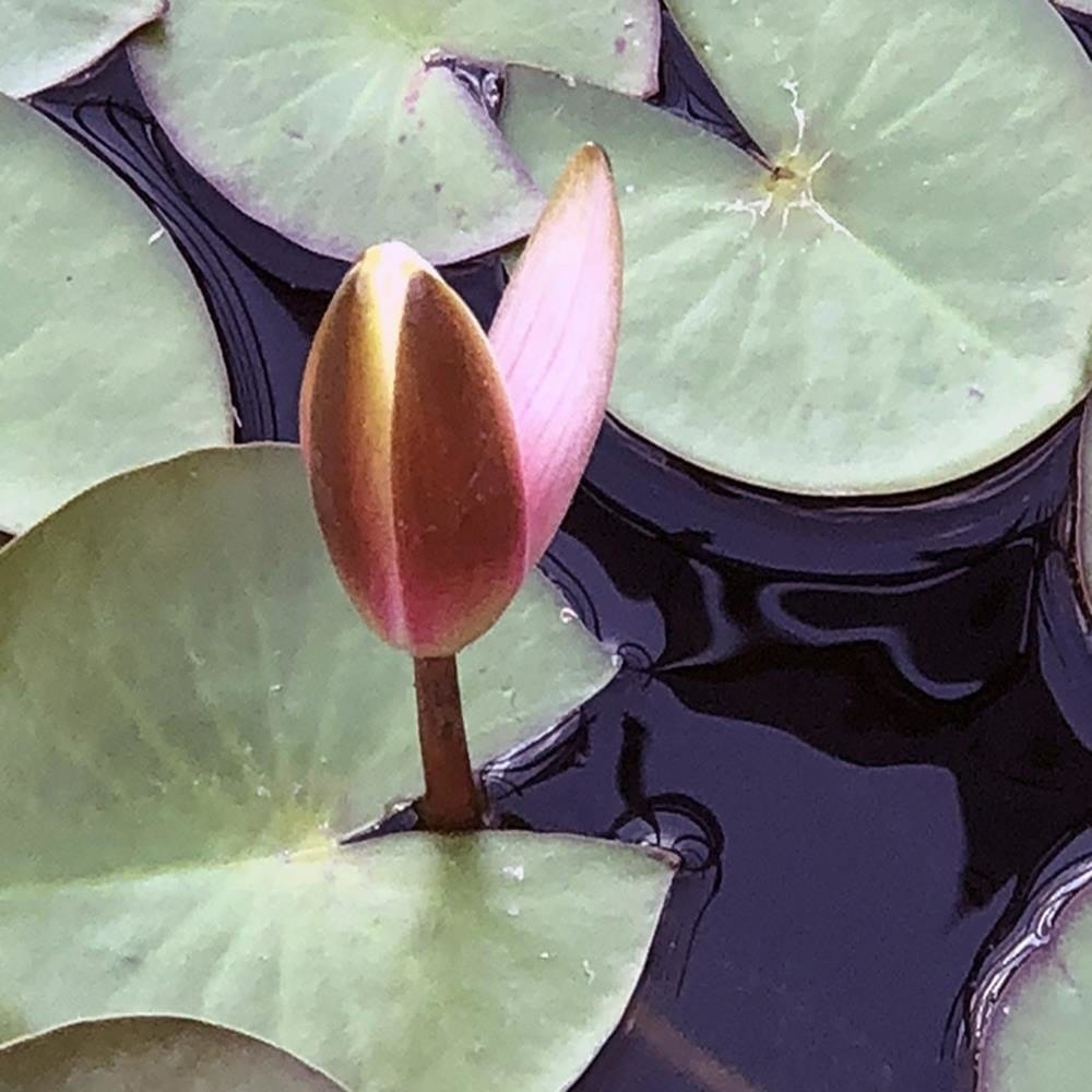 Glezna baltā rāmī - Leaves Of Water Lilies  Home Trends DECO