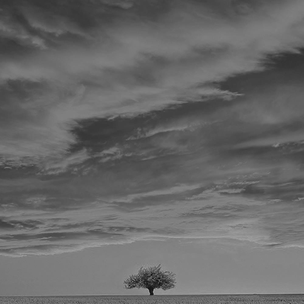 Glezna baltā rāmī - Lone Tree In Field 2  Home Trends DECO