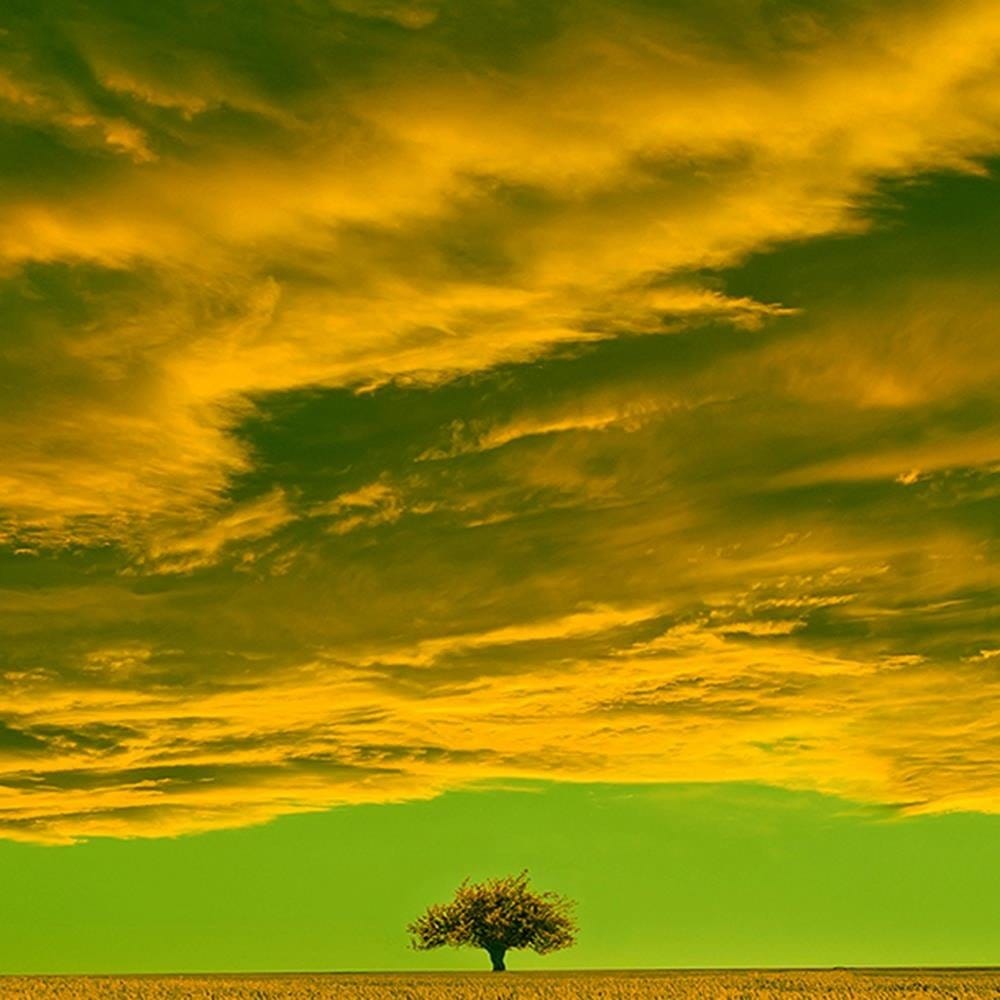 Glezna baltā rāmī - Lone Tree In Field 3  Home Trends DECO