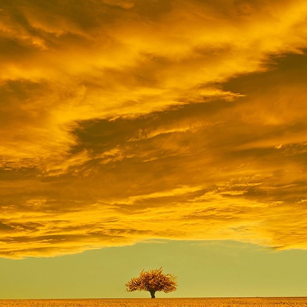 Glezna baltā rāmī - Lone Tree In Field 4  Home Trends DECO