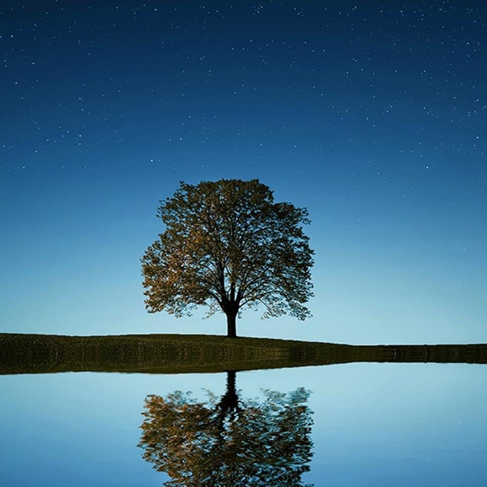 Glezna baltā rāmī - Lonely Tree 4  Home Trends DECO