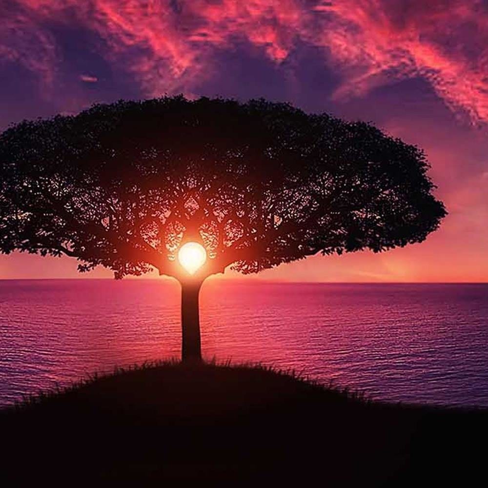 Glezna baltā rāmī - Lonely Tree At Sunset  Home Trends DECO