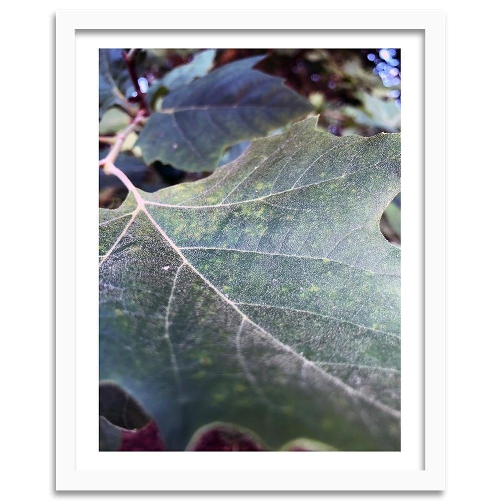 Glezna baltā rāmī - Maple Leaf 2  Home Trends DECO