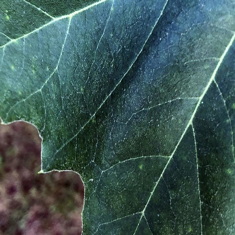 Glezna baltā rāmī - Maple Leaf  Home Trends DECO