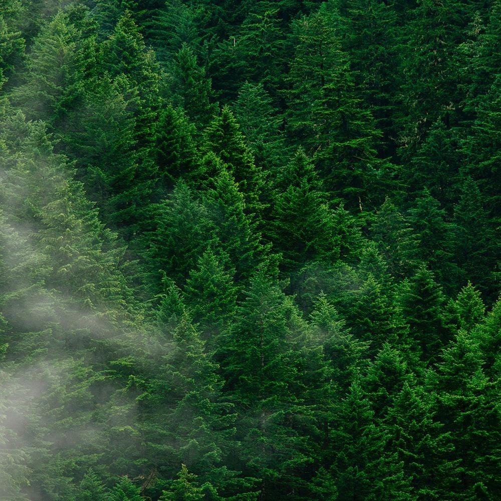 Glezna baltā rāmī - Mist Over The Forest  Home Trends DECO
