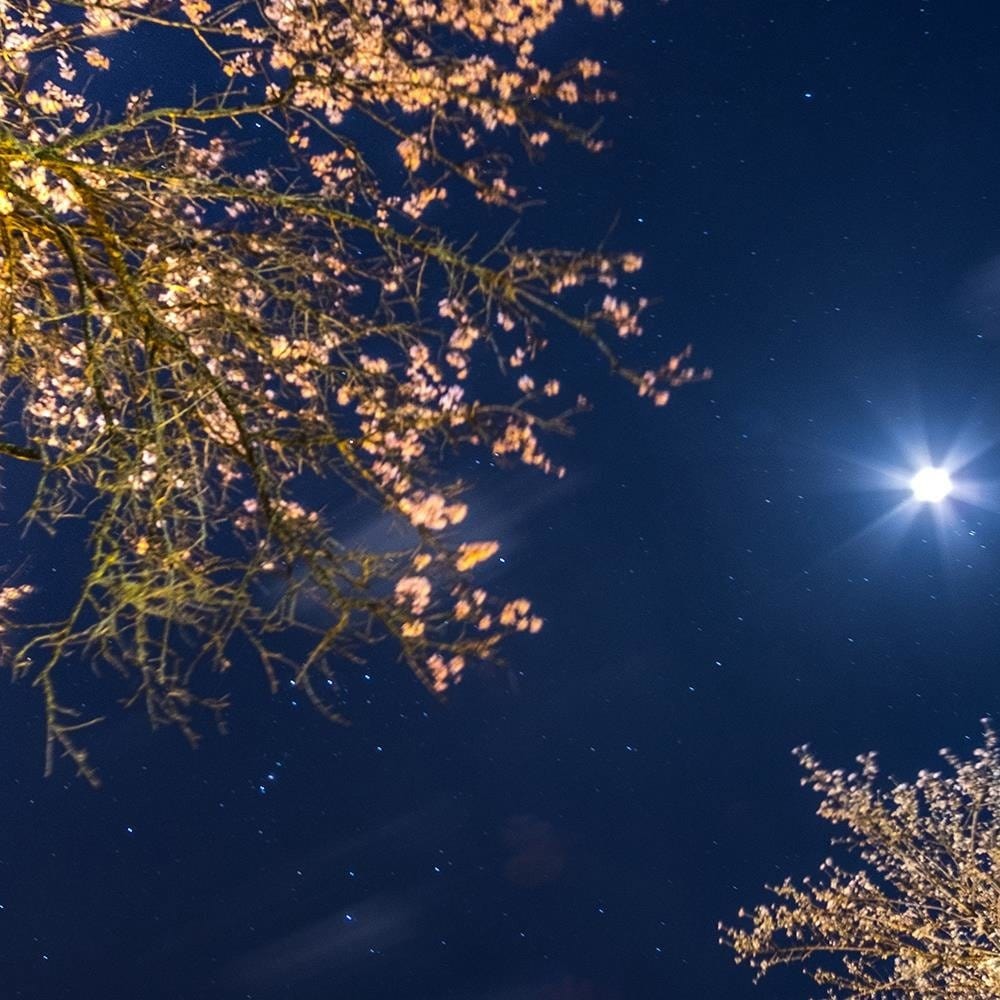Glezna baltā rāmī - Moon Over Trees  Home Trends DECO