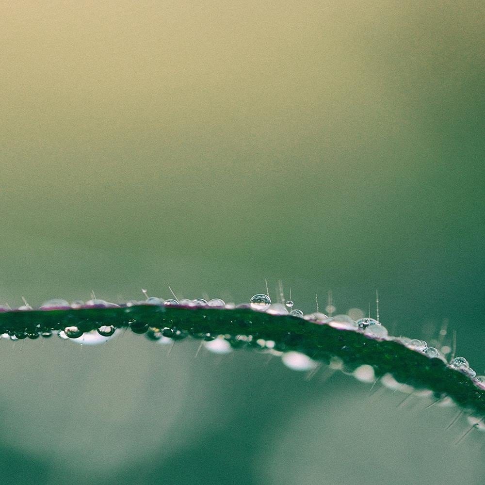 Glezna baltā rāmī - Morning Dew  Home Trends DECO
