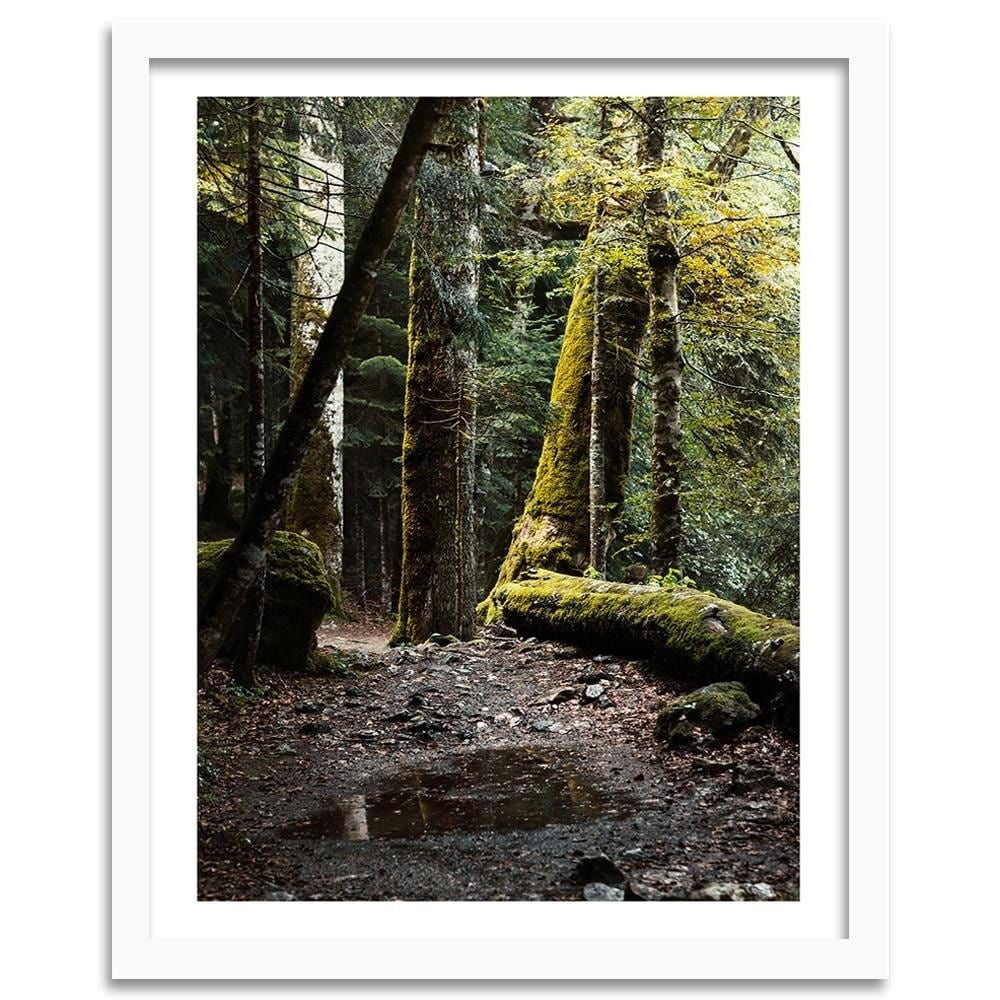 Glezna baltā rāmī - Moss-Covered Tree  Home Trends DECO