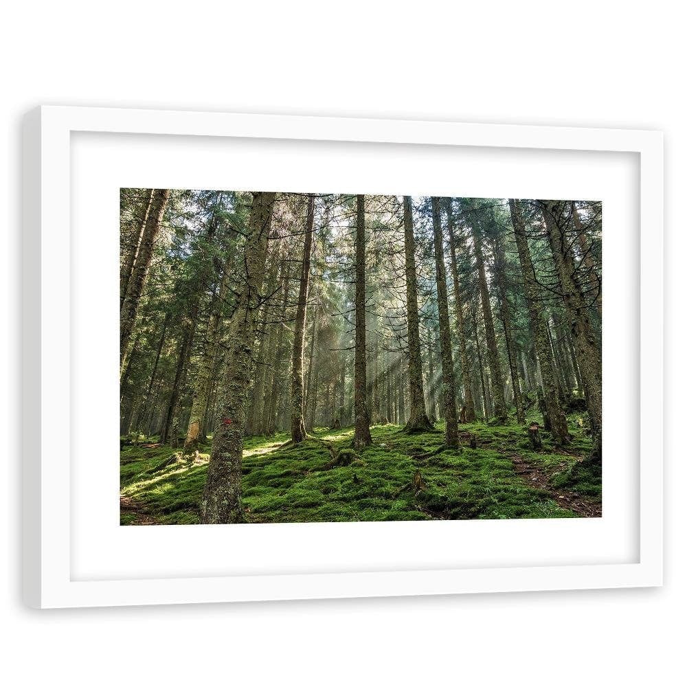 Glezna baltā rāmī - Moss In The Forest  Home Trends DECO