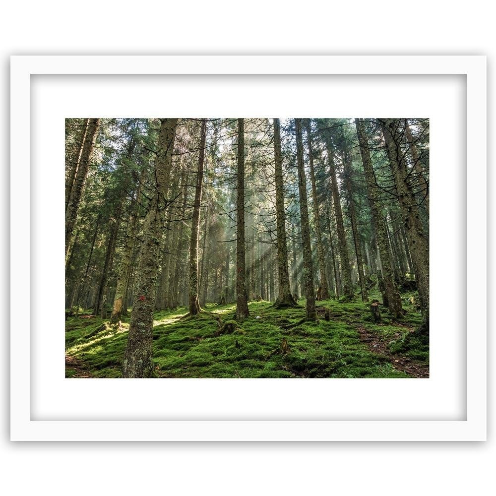 Glezna baltā rāmī - Moss In The Forest  Home Trends DECO